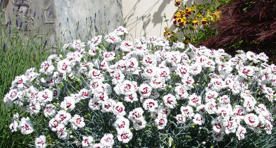 Dianthus for outdoor gardening