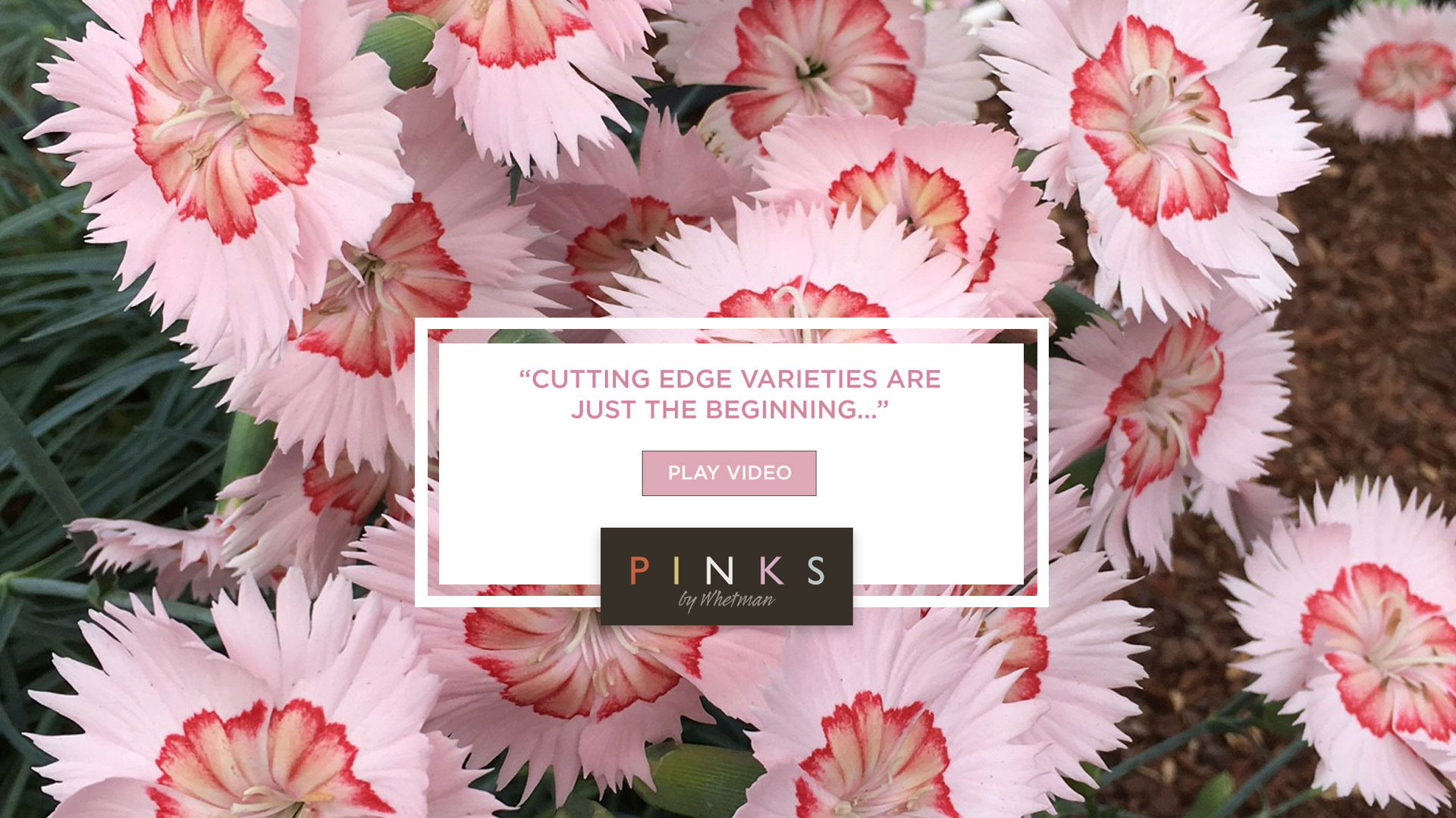 Cutting-edge Dianthus varieties are just the beginning from Whetman Pinks USA