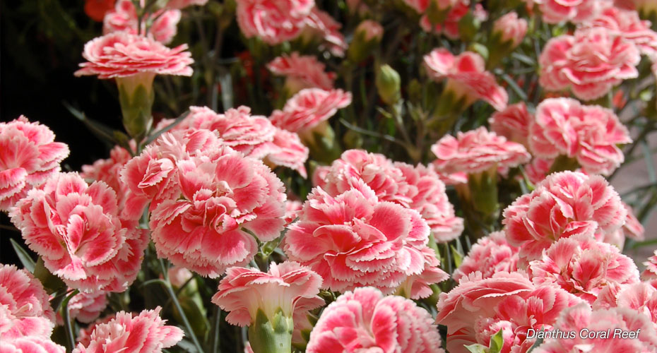 Whetman Pinks dianthus Coral Reef