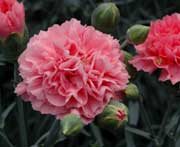 Whetman Pinks Scent First Tall Dianthus Pink Fizz