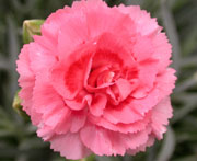 Whetman Pinks Scent First Tall Dianthus Romance