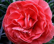 Whetman Pinks Devon Cottage Dianthus Rosy Cheeks