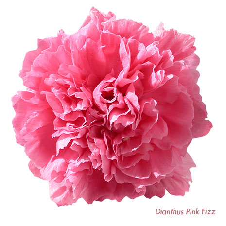 Whetman Pinks Dianthus Pink Fizz