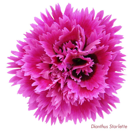 Whetman Pinks Dianthus Starlette