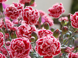 Dianthus for home gardeners