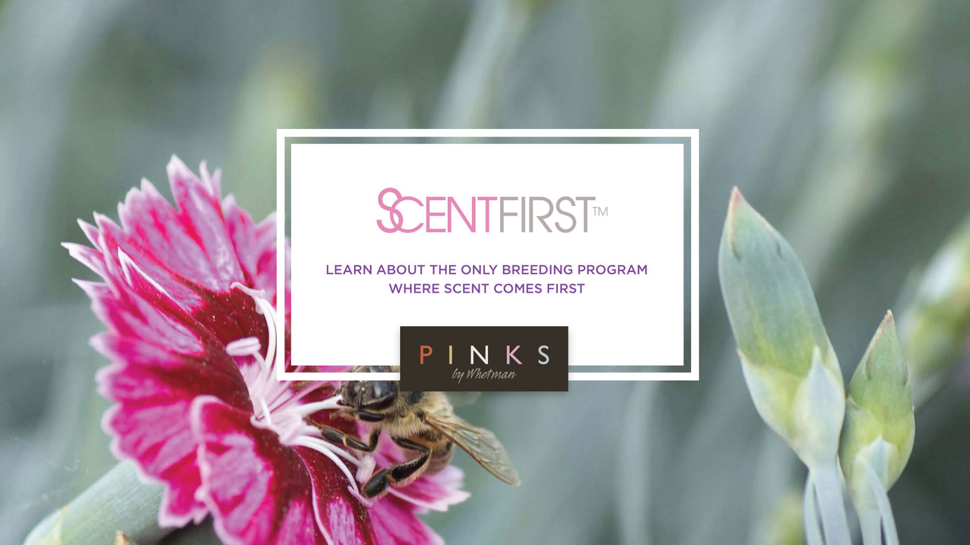 ScentFirst Dianthus selections from Whetman Pinks USA