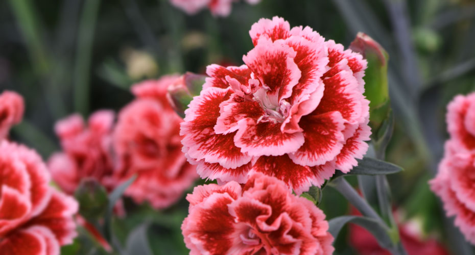 Whetman Pinks Dianthus Crop Calendar and Cultural Information