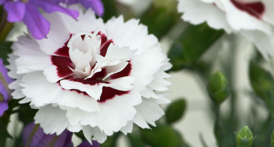 Seasonal Dianthus selections from Whetman Pinks