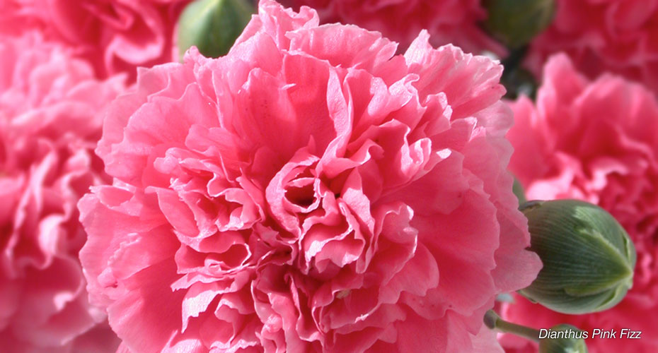 Dianthus Pink Fizz