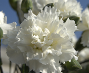  Scent First Tall Dianthus Memories