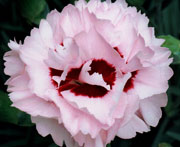 Whetman Pinks Scent First Pot Dianthus Raspberry Surprise