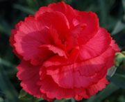 Whetman Pinks Promotional Dianthus Rosebud