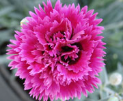 Whetman Pinks Star Double Dianthus Starlette