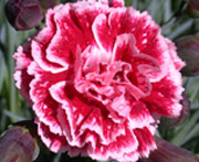 Whetman Pinks Scent First Tall Dianthus Sugar Plum
