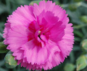 Whetman Pinks Scent First Pot Dianthus Tickled Pink