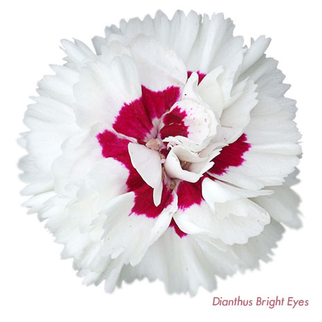 Whetman Pinks Dianthus Devon Cottage Bright Eyes