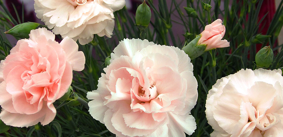 Whetman Pinks Devon Cottage series Dianthus Blushing Maiden