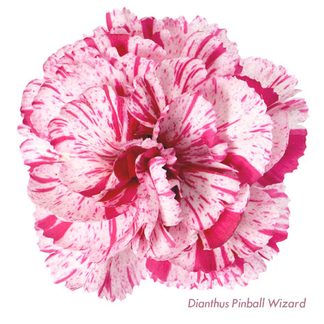 Whetman Pinks Dianthus Pinball Wizard