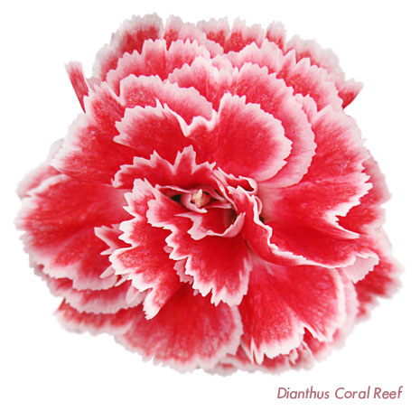 Whetman Pinks Dianthus Coral Reef