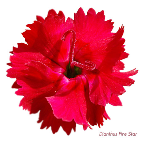 Whetman Pinks Dianthus Fire Star