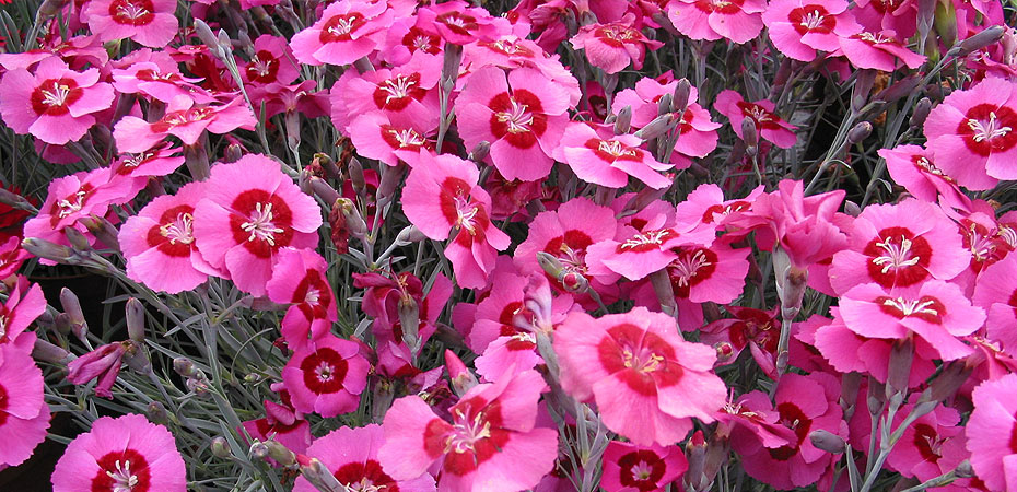 Whetman Pinks Dianthus Peppermint Star