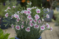 Dianthus American Pie Berry a la Mode_Z6S9585