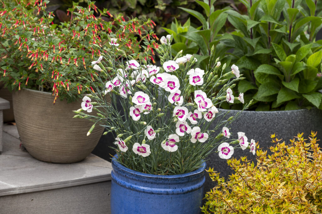 Dianthus American Pie Berry a la Mode_Z6S9625