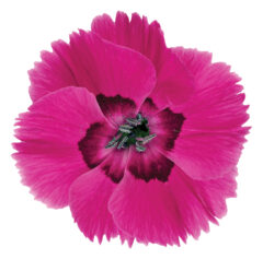 Dianthus American Pie Bumbleberry Pie D75_8668