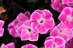 Dianthus STAR SINGLE IT-GIRL_4928