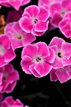 Dianthus STAR SINGLE IT-GIRL_4929