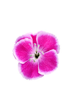 Dianthus STAR SINGLE IT-GIRL_5011