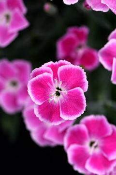Dianthus STAR SINGLE IT-GIRL_5014