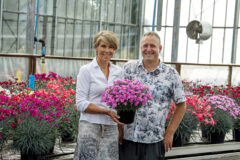 Dianthus STAR SINGLE IT-GIRL_5211