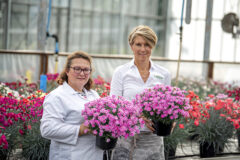 Dianthus STAR SINGLE IT-GIRL_5218