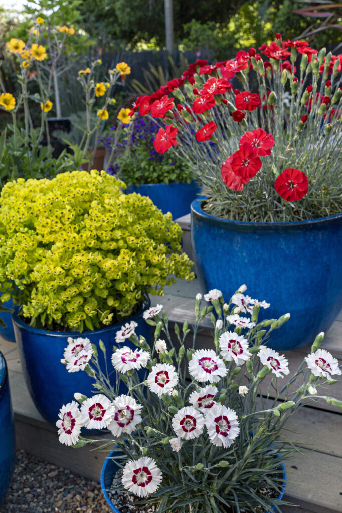 Dianthus AMERICAN PIE-Berry a la Mode Improved