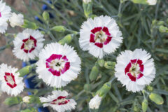 Dianthus AMERICAN PIE-Berry a la Mode Improved Z8P4018