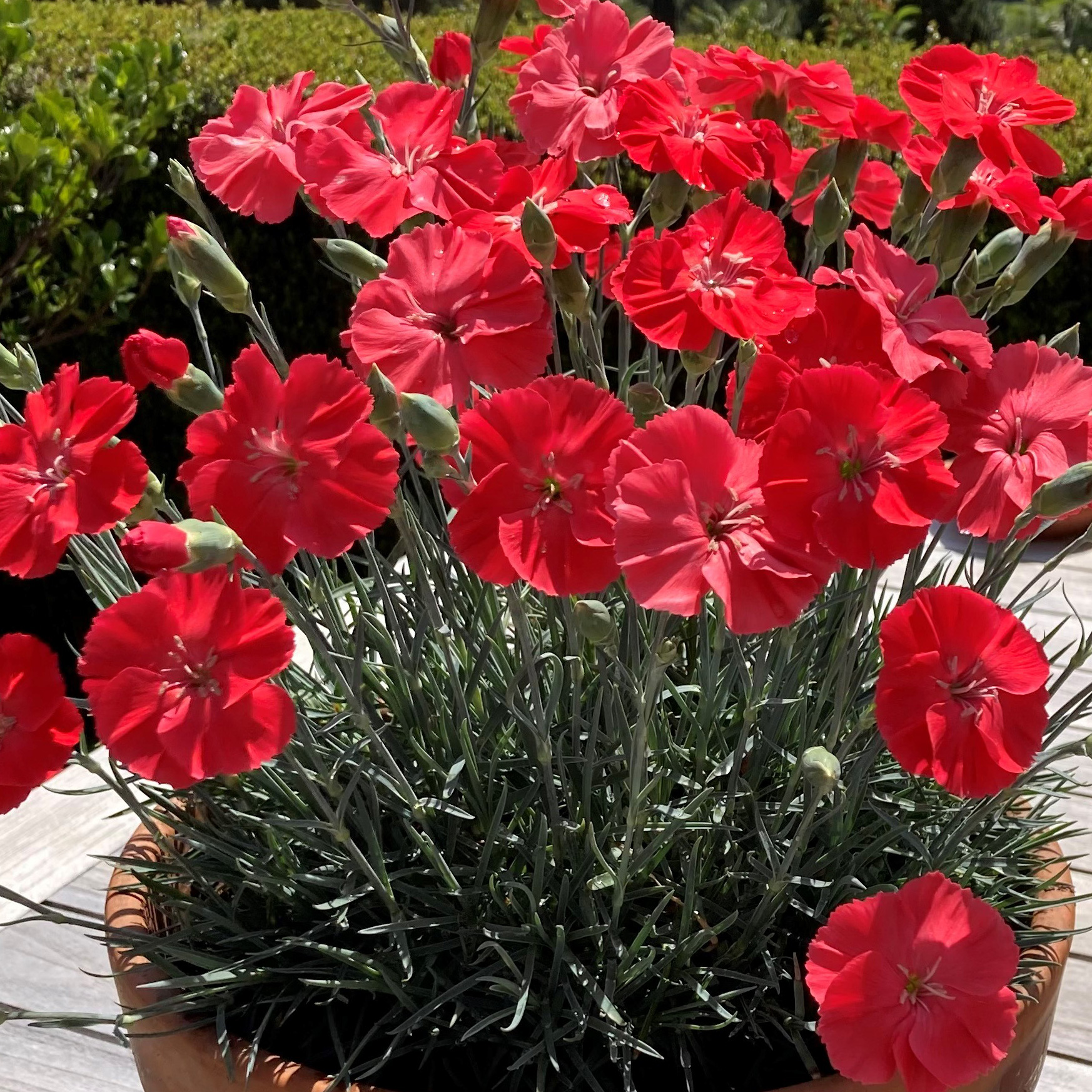 Dianthus-AMERICAN-PIE-Orange-Meringue-cu