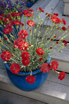 Dianthus-AMERICAN-PIE-Orange-Meringue_Z8P3975