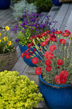 Dianthus-AMERICAN-PIE-Orange-Meringue_Z8P3982