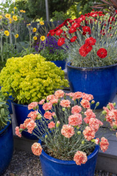 Dianthus-AMERICAN-PIE-Orange-Meringue_Z8P4001