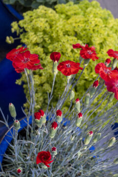 Dianthus-AMERICAN-PIE-Orange-Meringue_Z8P4013