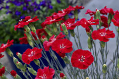 Dianthus-AMERICAN-PIE-Orange-Meringue_Z8P4042