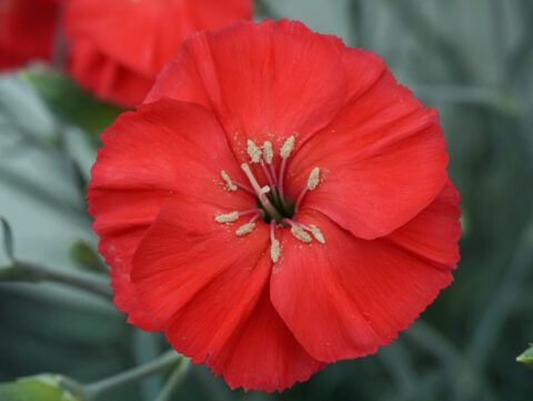 Dianthus-AMERICAN-PIE®-Orange-Meringue-001