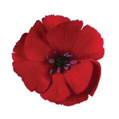 Dianthus American Pie Cherry Pie 001