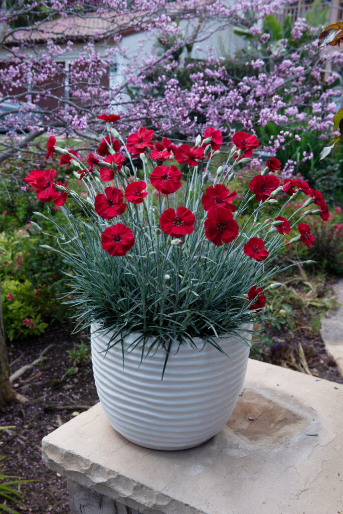 Dianthus-American-Pie-Cherry-Pie-002