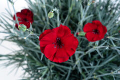 Dianthus-American-Pie-Cherry-Pie-1