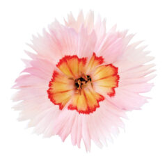 Dianthus-American-Pie-Georgia-Peach-Pie-D75_8689