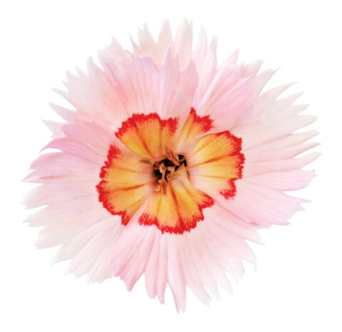 Dianthus-American-Pie-Georgia-Peach-Pie-D75_8689