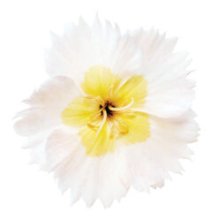 Dianthus-American-Pie-Key-Lime-Pie-D75_8677