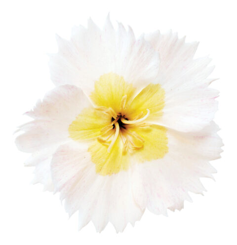 Dianthus-American-Pie-Key-Lime-Pie-D75_8677